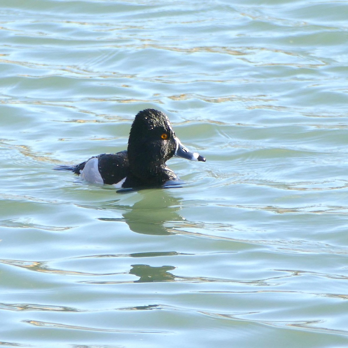 Ring-necked Duck - ML637046858
