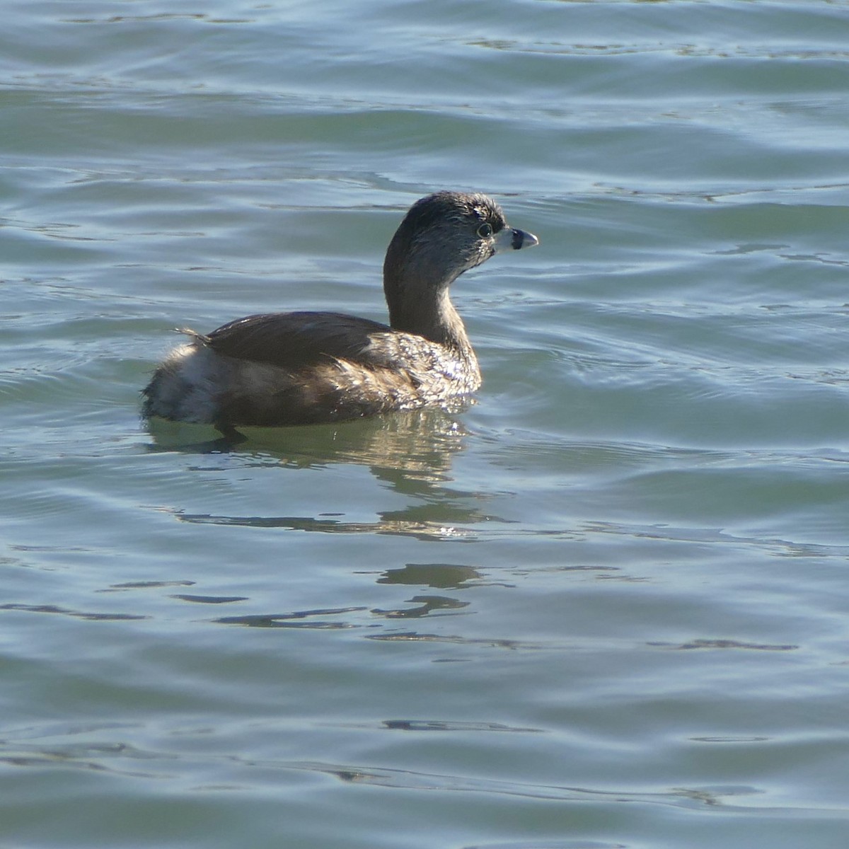 Pied-billed Grebe - ML637046863