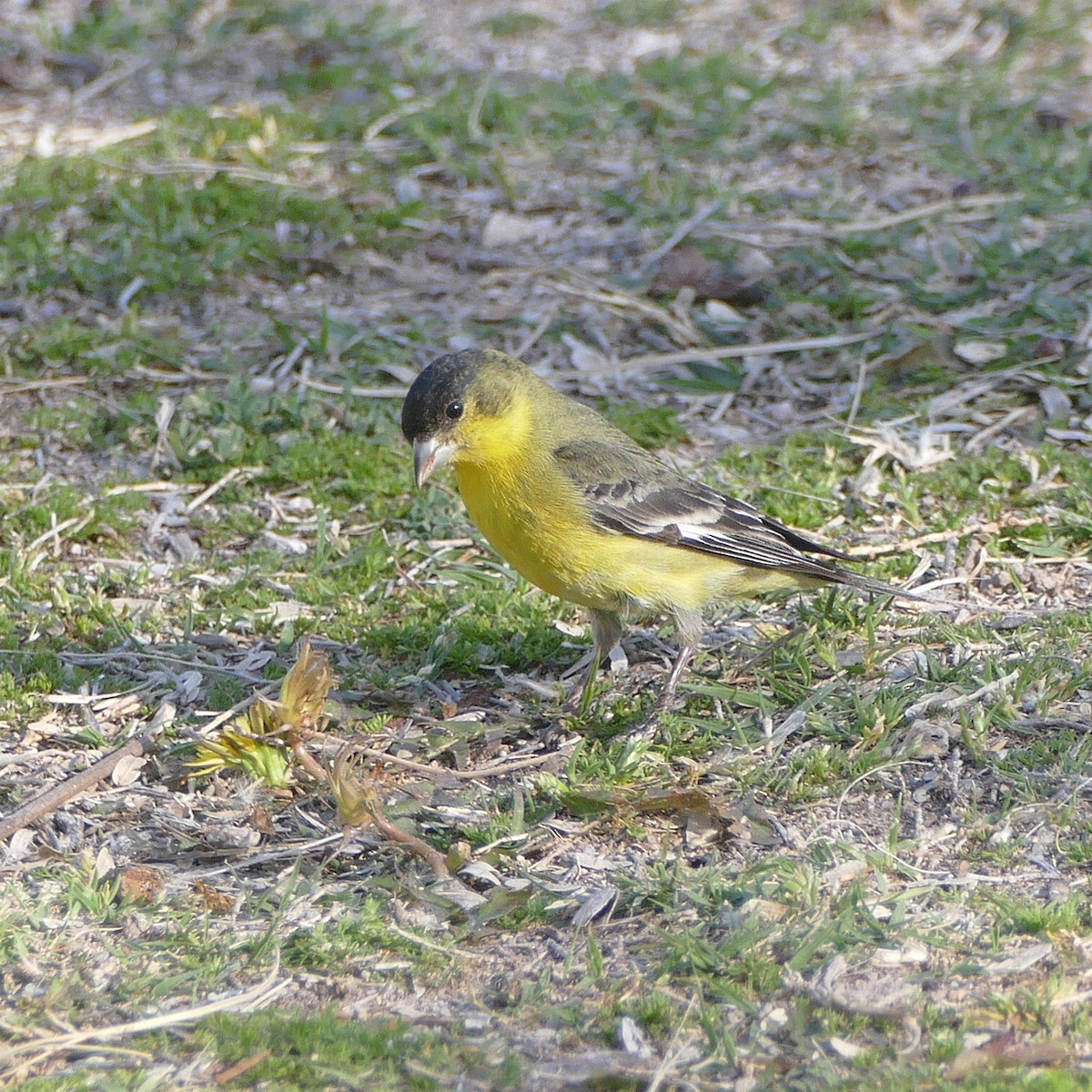 Lesser Goldfinch - ML637046868
