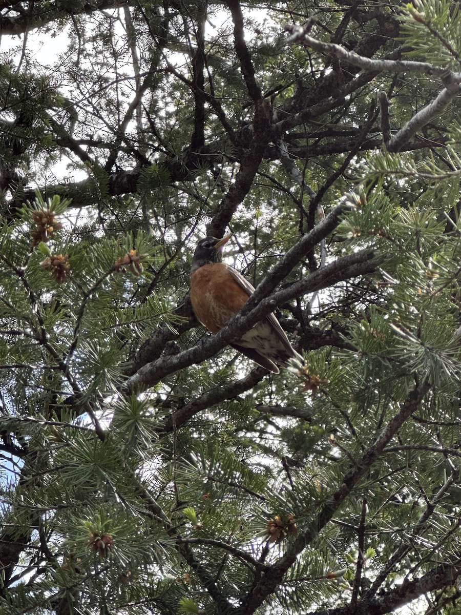 American Robin - ML637046892