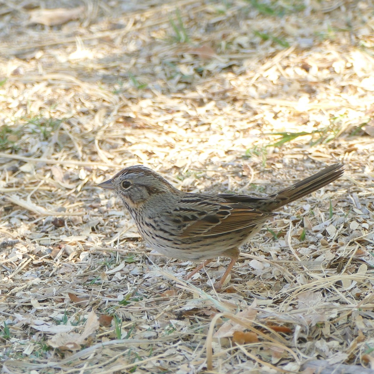 Lincoln's Sparrow - ML637046894