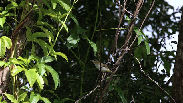 Chivi Vireo - ML637046916