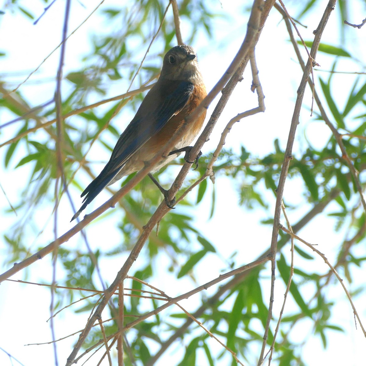 Western Bluebird - ML637046928