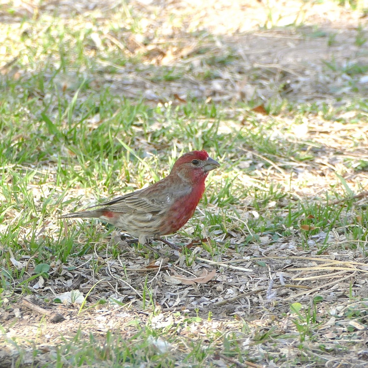 House Finch - ML637046936