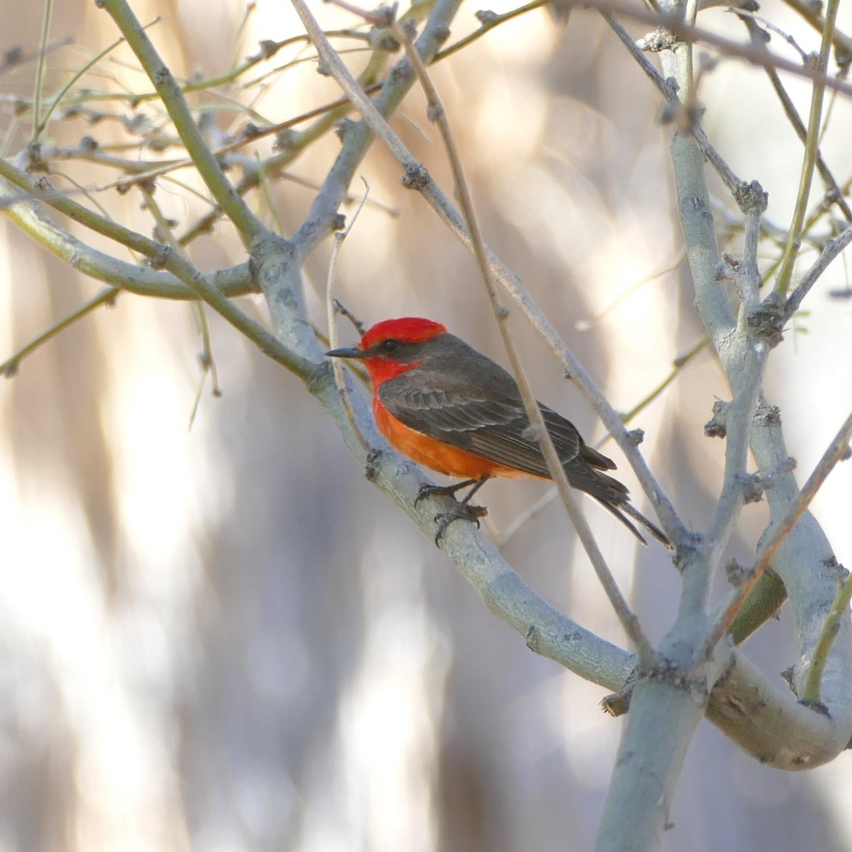 Vermilion Flycatcher - ML637046942