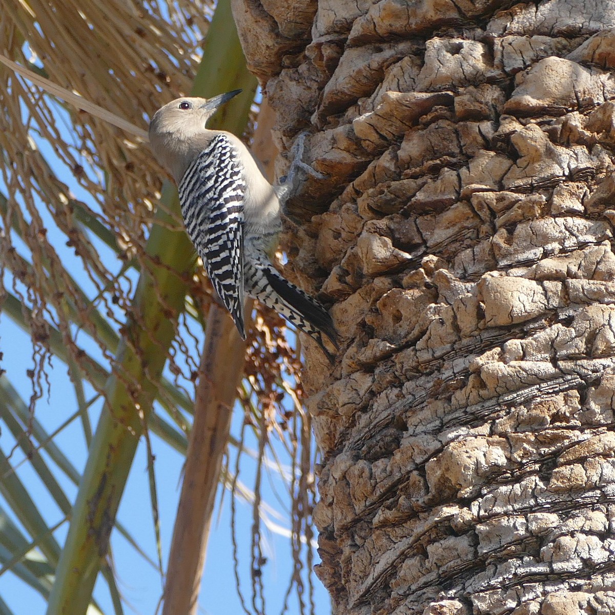 Gila Woodpecker - ML637046948