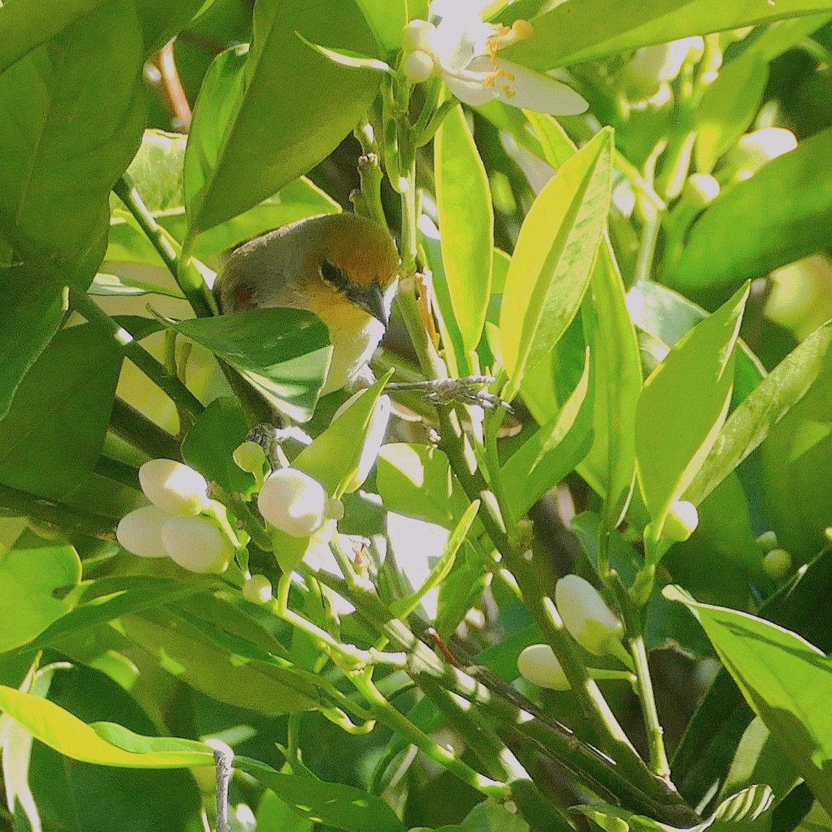 Verdin - ML637046981