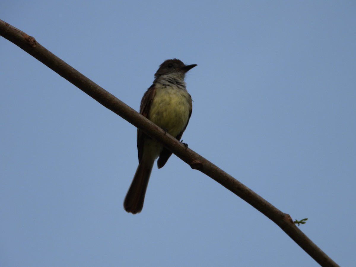 Stolid Flycatcher - ML637047025