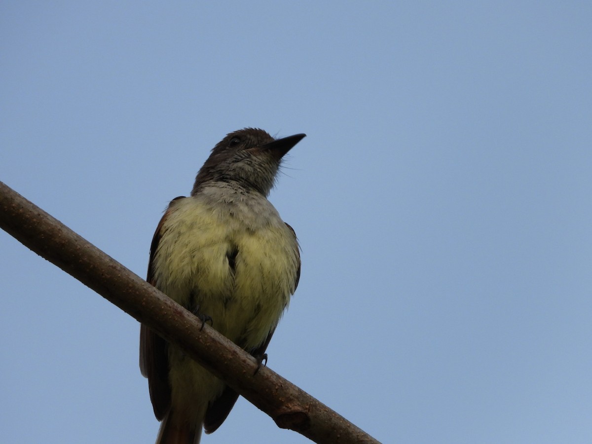 Stolid Flycatcher - ML637047026