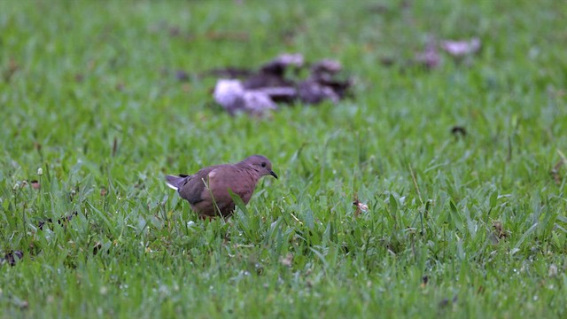 Eared Dove - ML637047037