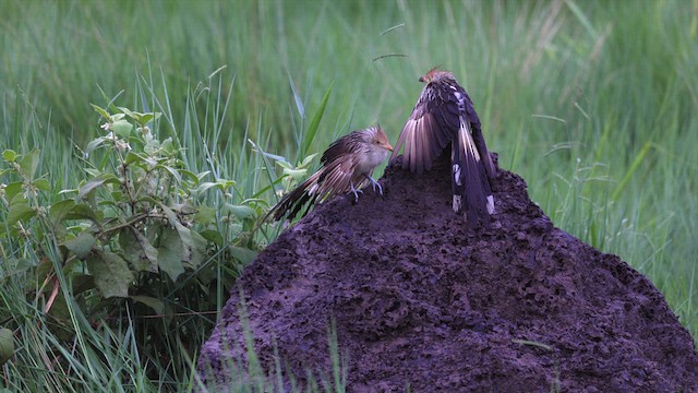 Guira Cuckoo - ML637047102