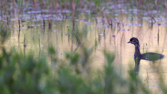 Least Grebe - ML637047116