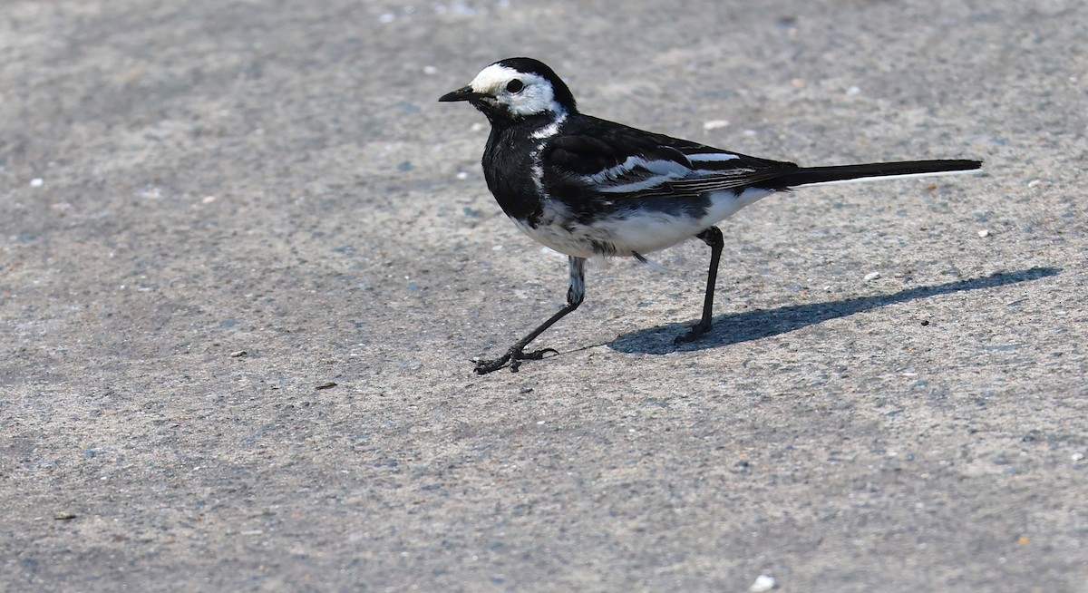 White Wagtail (British) - ML637047148