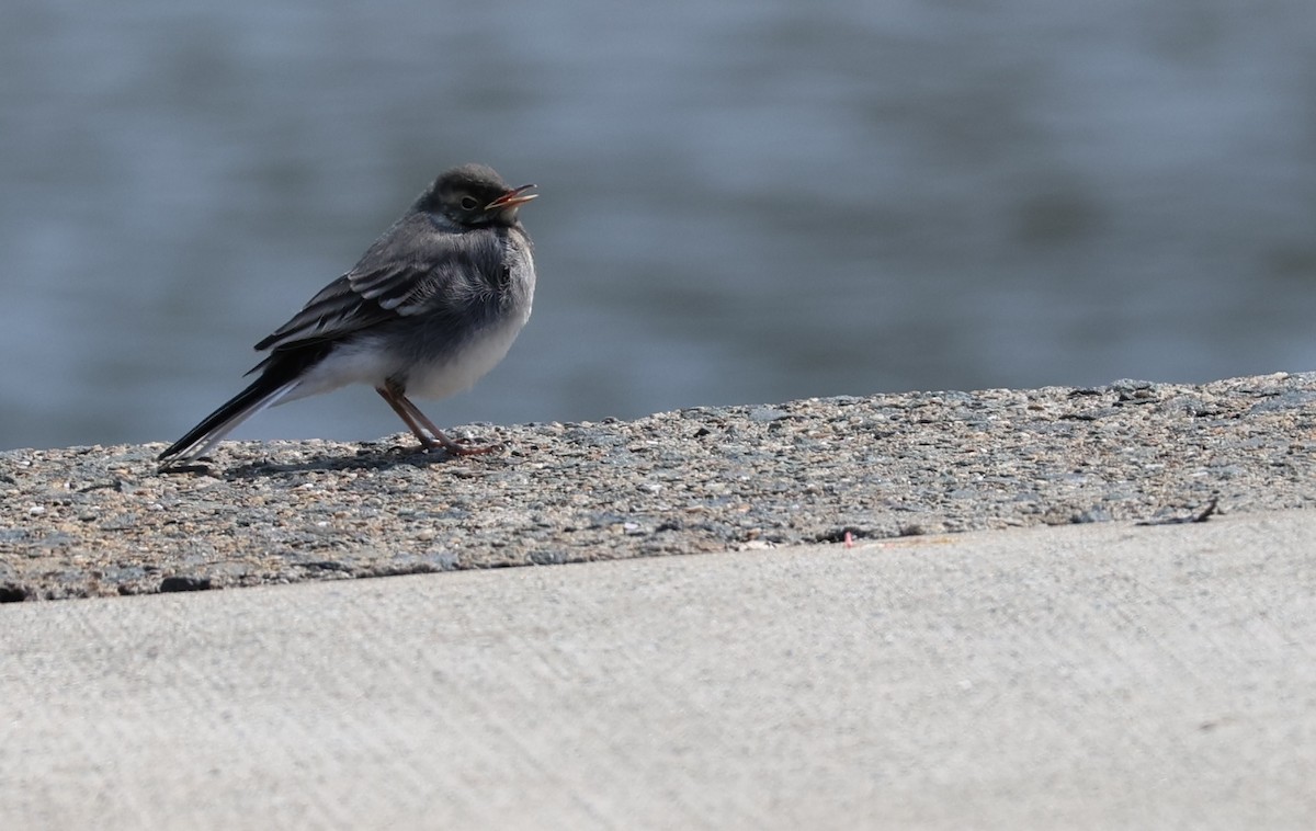 White Wagtail (British) - ML637047149