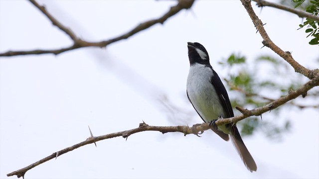 Lined Seedeater - ML637047152