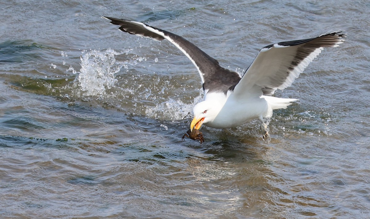Great Black-backed Gull - ML637047177