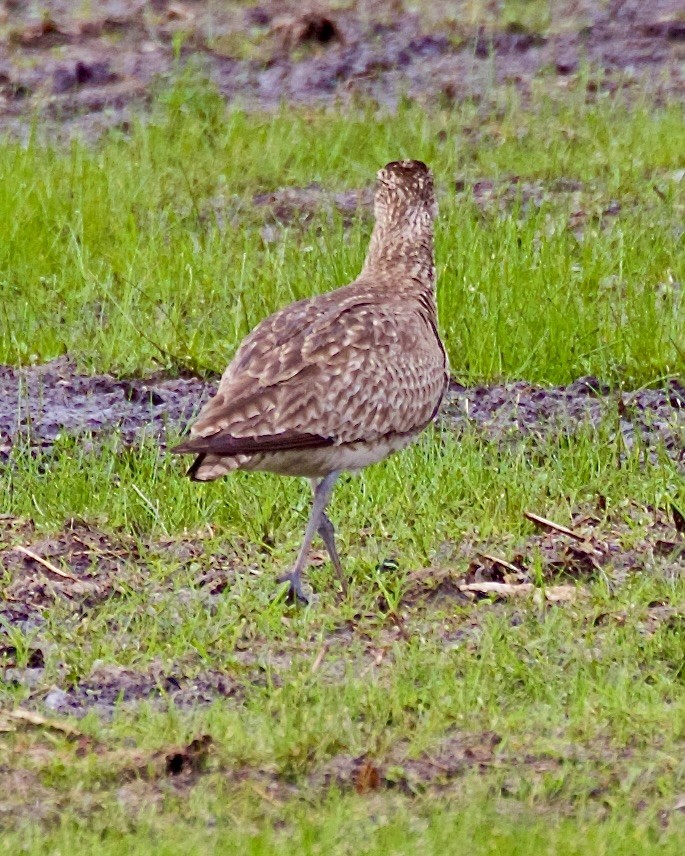 Whimbrel - ML637047195