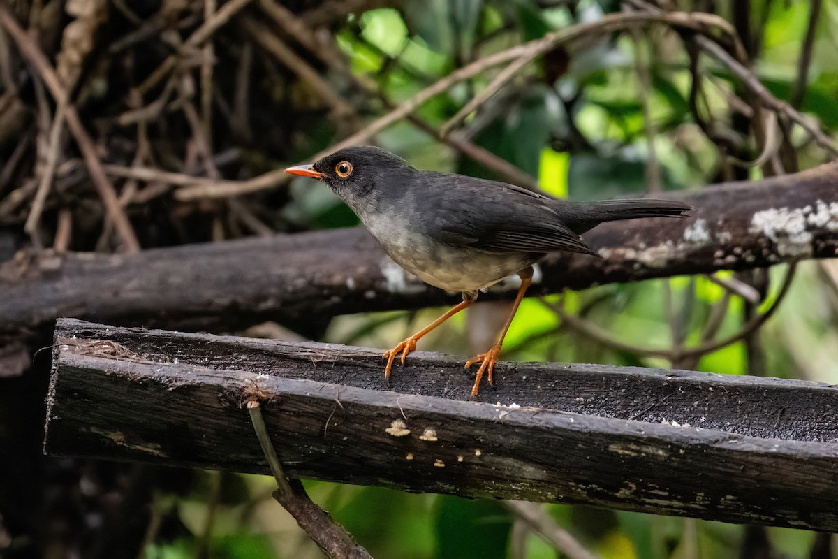 Slaty-backed Nightingale-Thrush - ML637047276