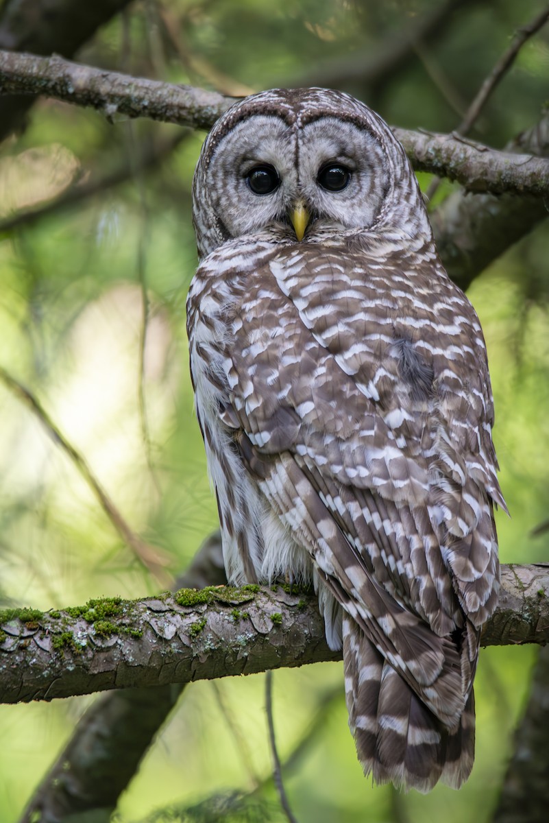 Barred Owl - ML637047292
