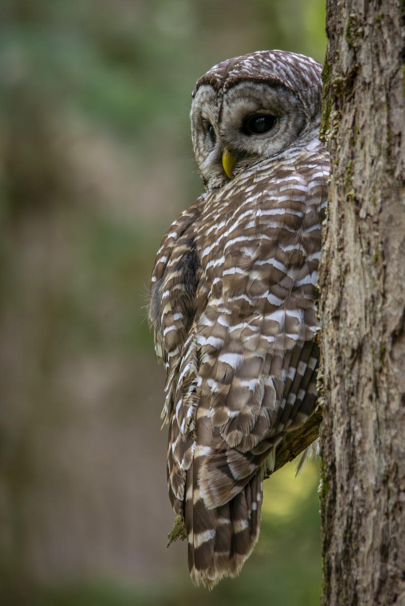 Barred Owl - ML637047293