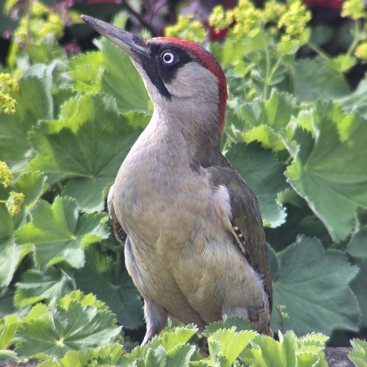Eurasian Green Woodpecker - ML637047311
