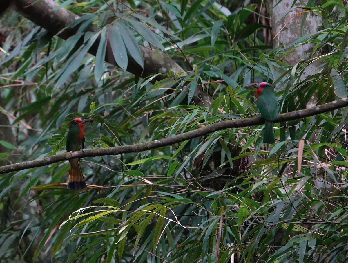 Red-bearded Bee-eater - ML637047377