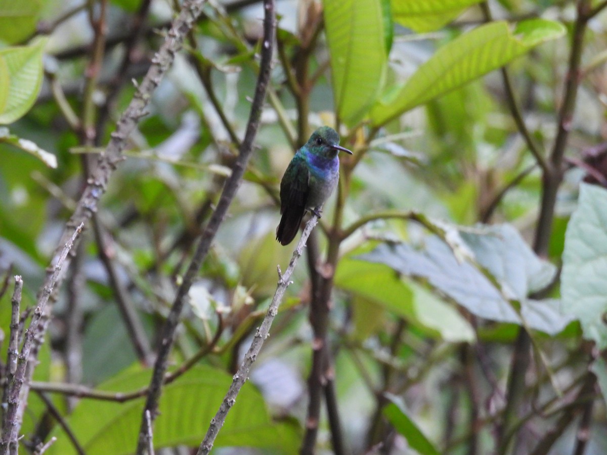 Blue-chested Hummingbird - ML637047380