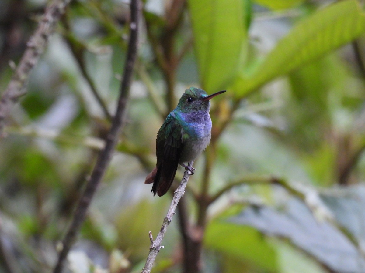 Blue-chested Hummingbird - ML637047382