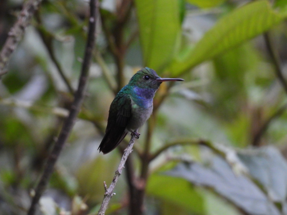 Blue-chested Hummingbird - ML637047383