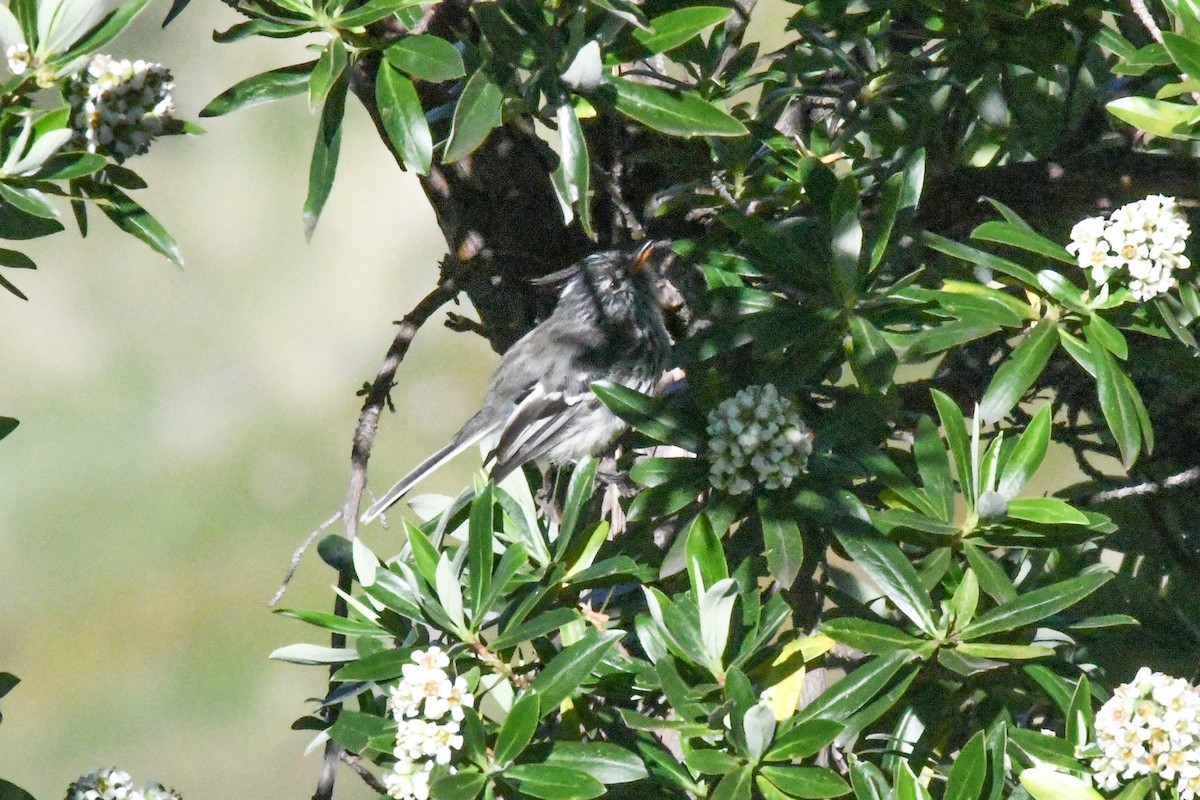 Yellow-billed Tit-Tyrant - ML637047384