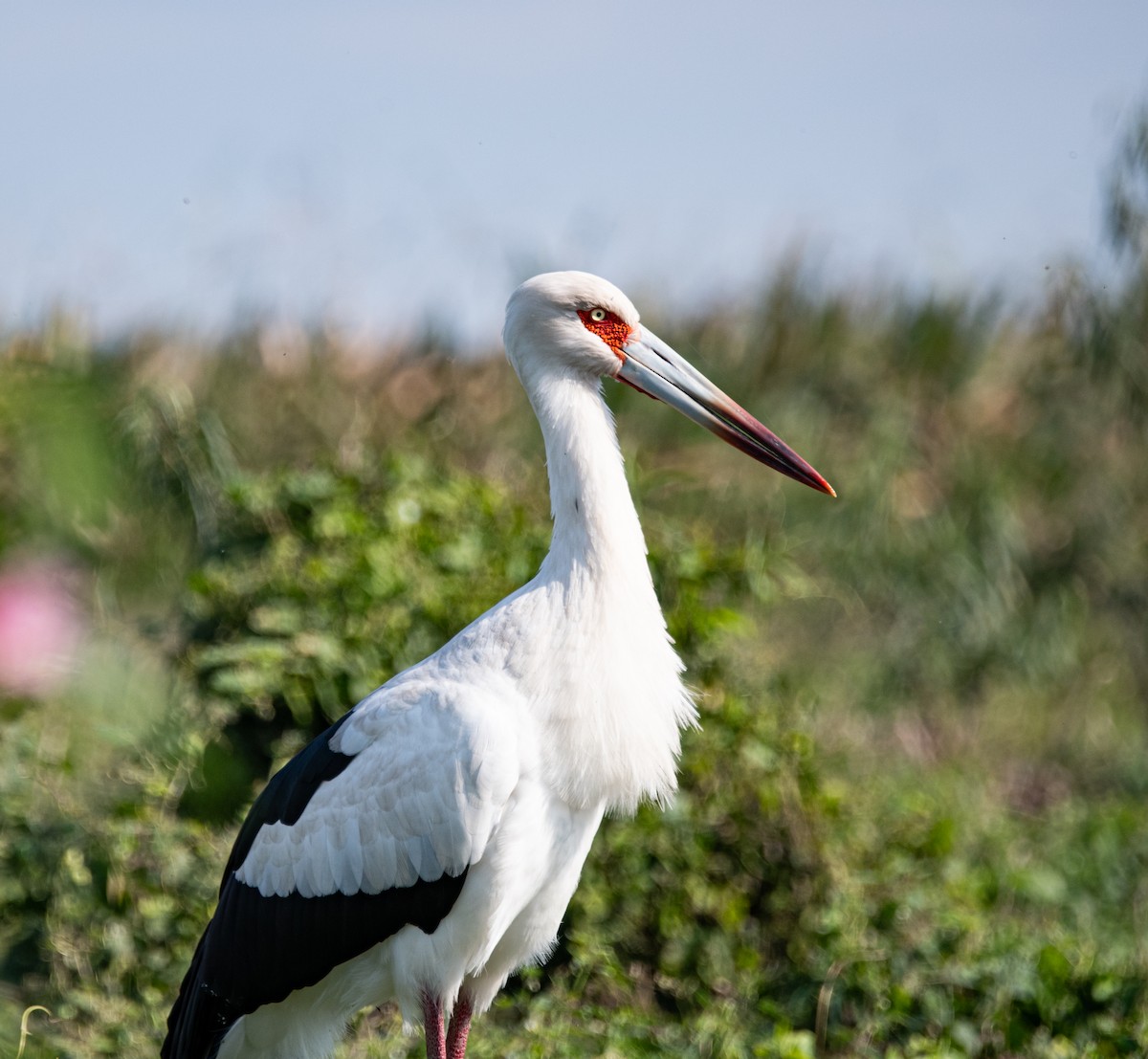 Maguari Stork - ML637047389
