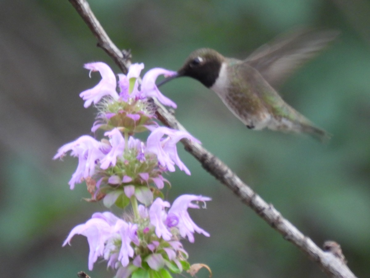 Black-chinned Hummingbird - ML637047390