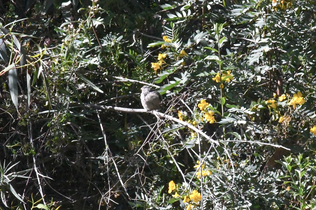 Hooded Siskin - ML637047391