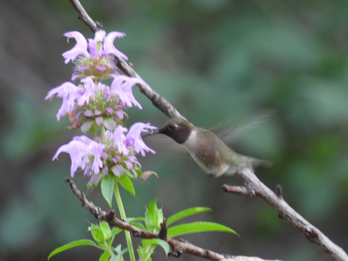 Black-chinned Hummingbird - ML637047392