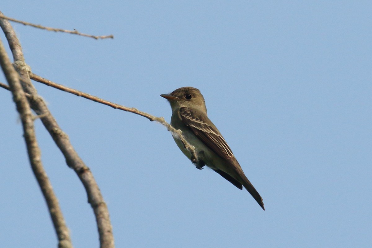 Eastern Wood-Pewee - ML637047393