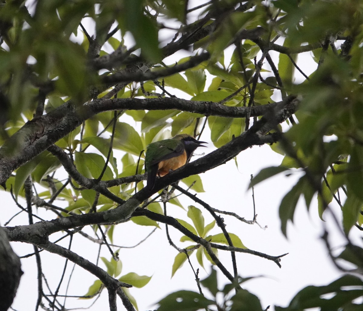 Orange-bellied Leafbird - ML637047394