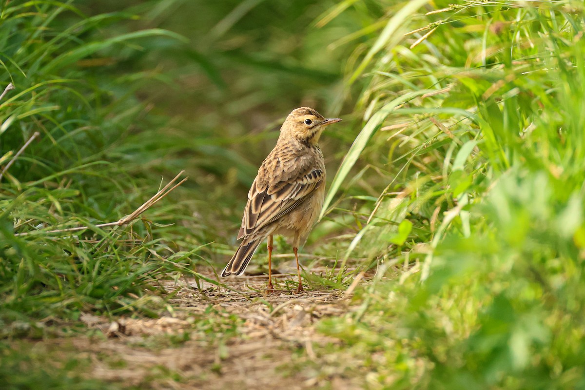Richard's Pipit - ML637047395