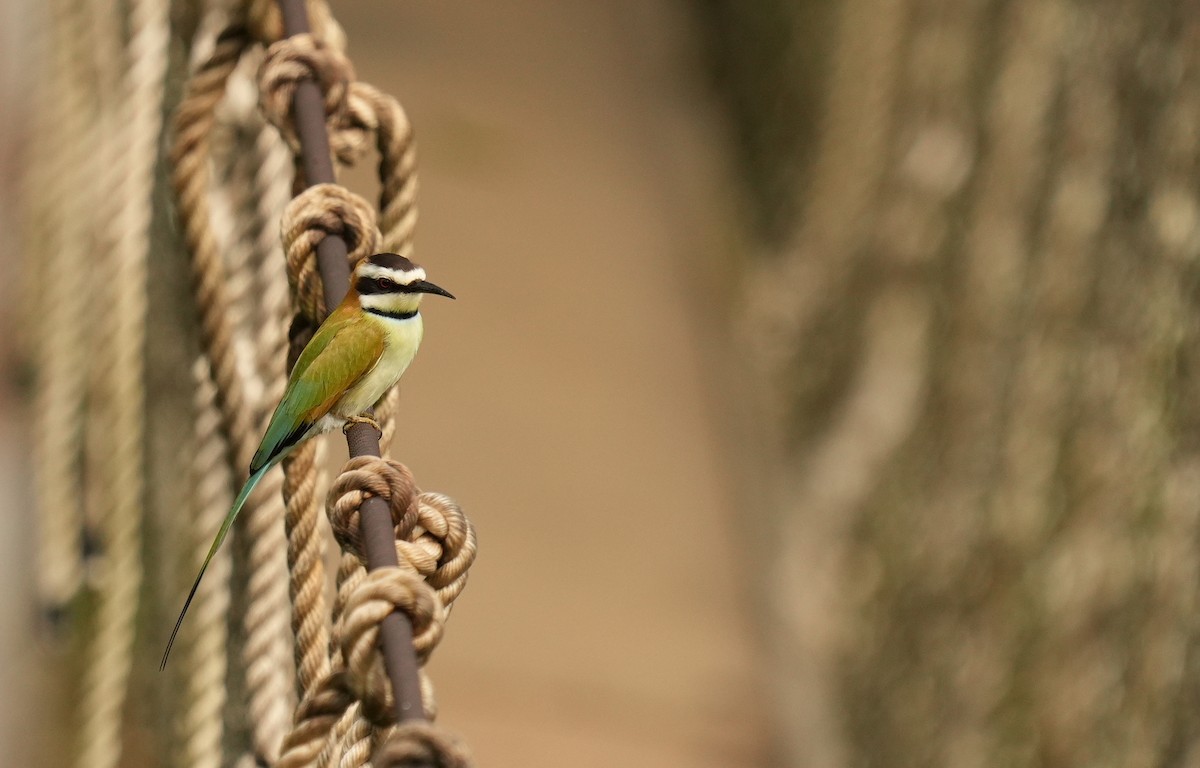 White-throated Bee-eater - ML637047397