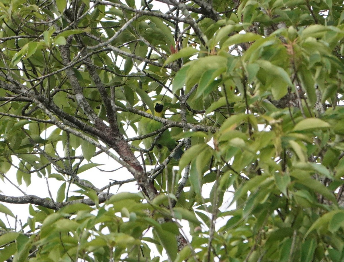Blue-winged Leafbird - ML637047399