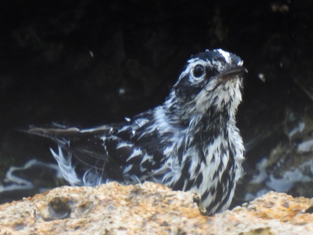 Black-and-white Warbler - ML637047400