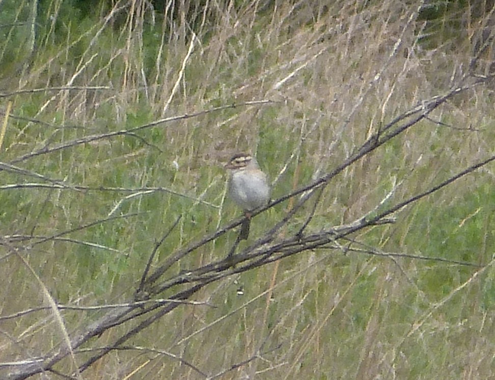 Clay-colored Sparrow - ML637047401