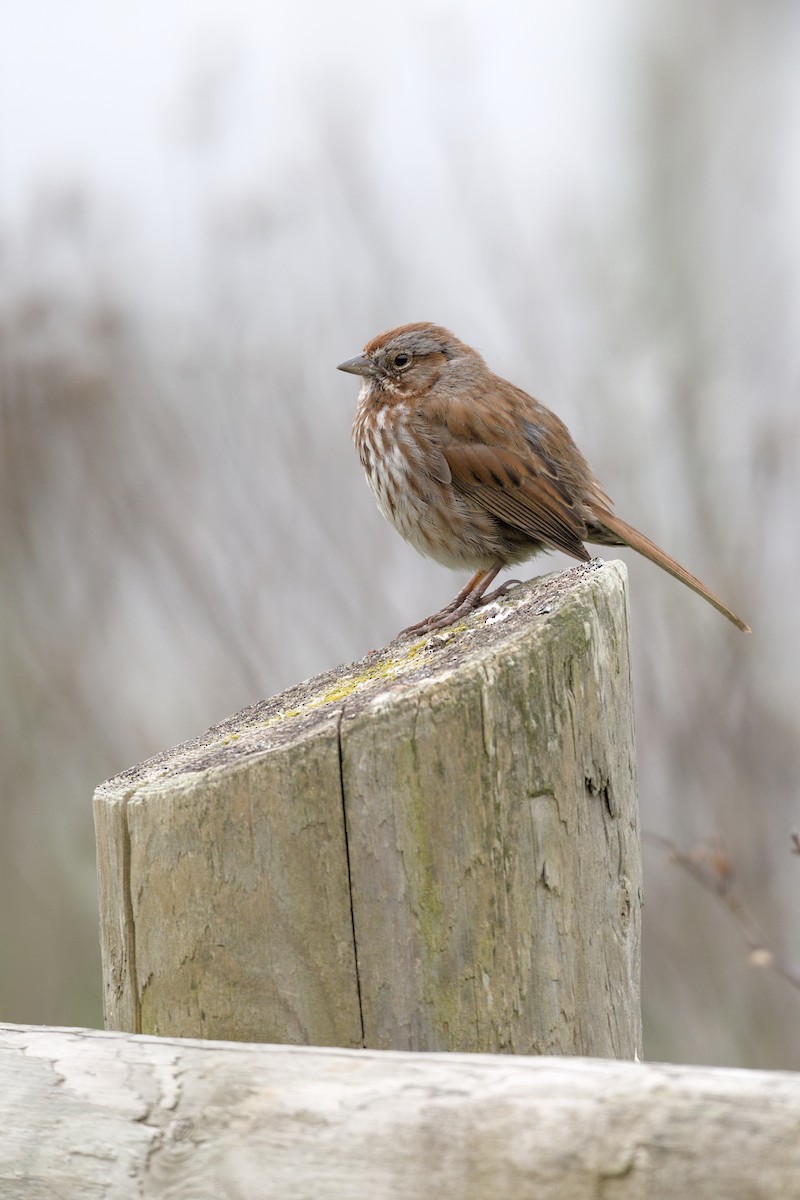 Song Sparrow - ML637047402