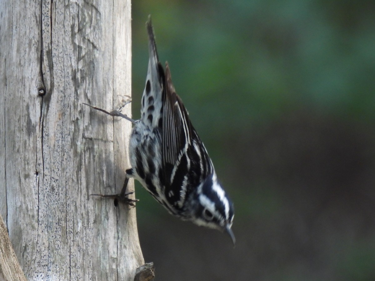 Black-and-white Warbler - ML637047403