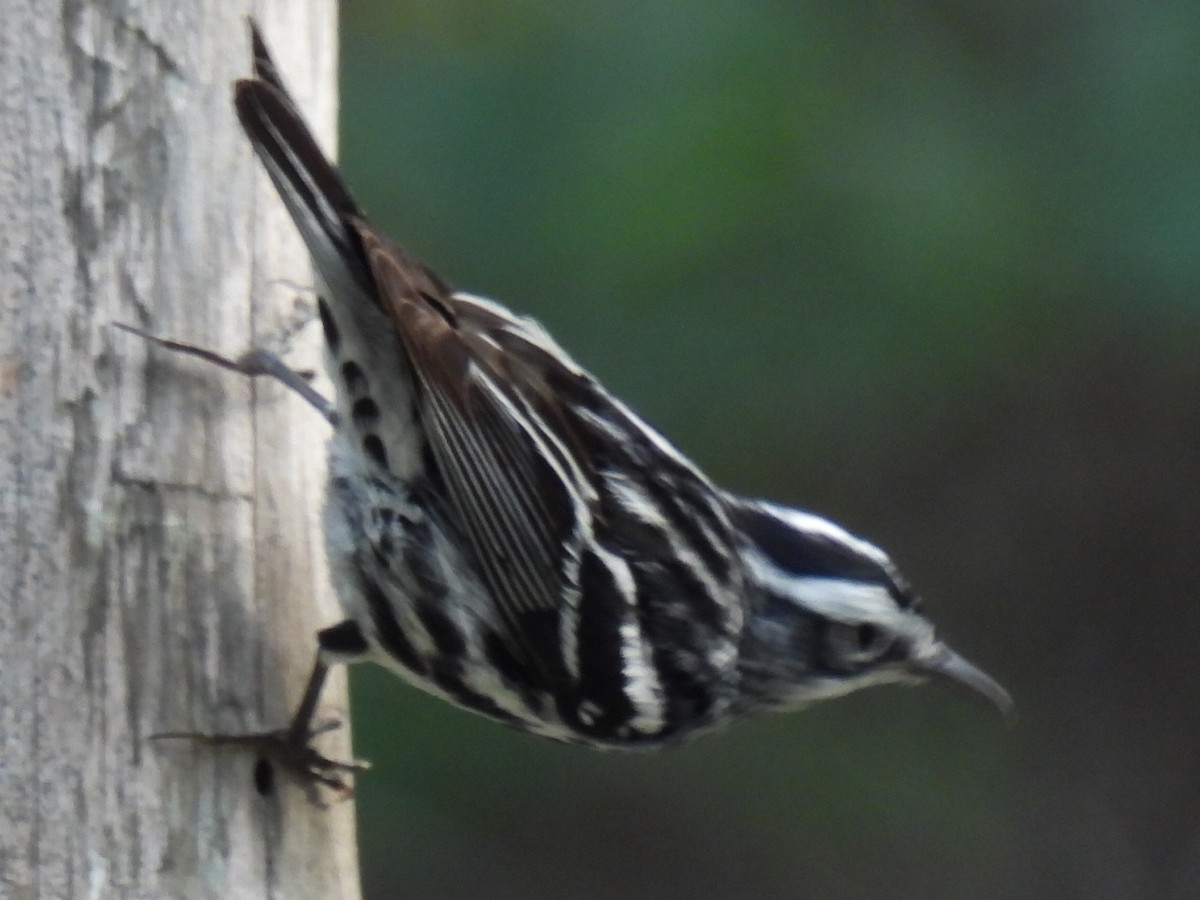 Black-and-white Warbler - ML637047405