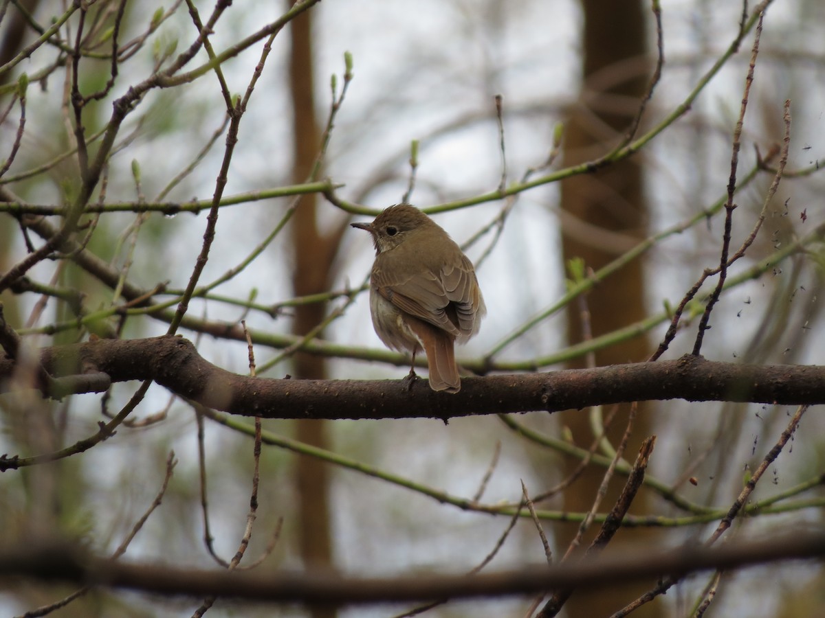 Hermit Thrush - ML637047410