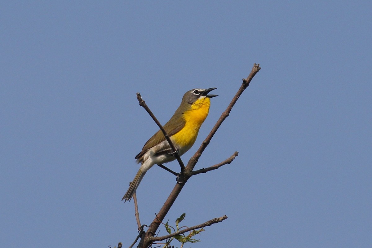 Yellow-breasted Chat - ML637047411