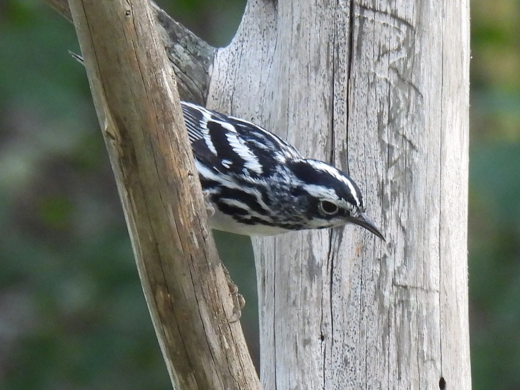 Black-and-white Warbler - ML637047412