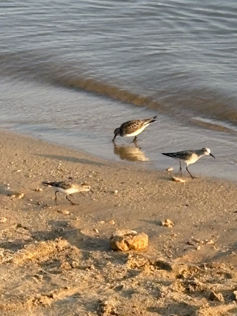 sandsnipe - ML637047414