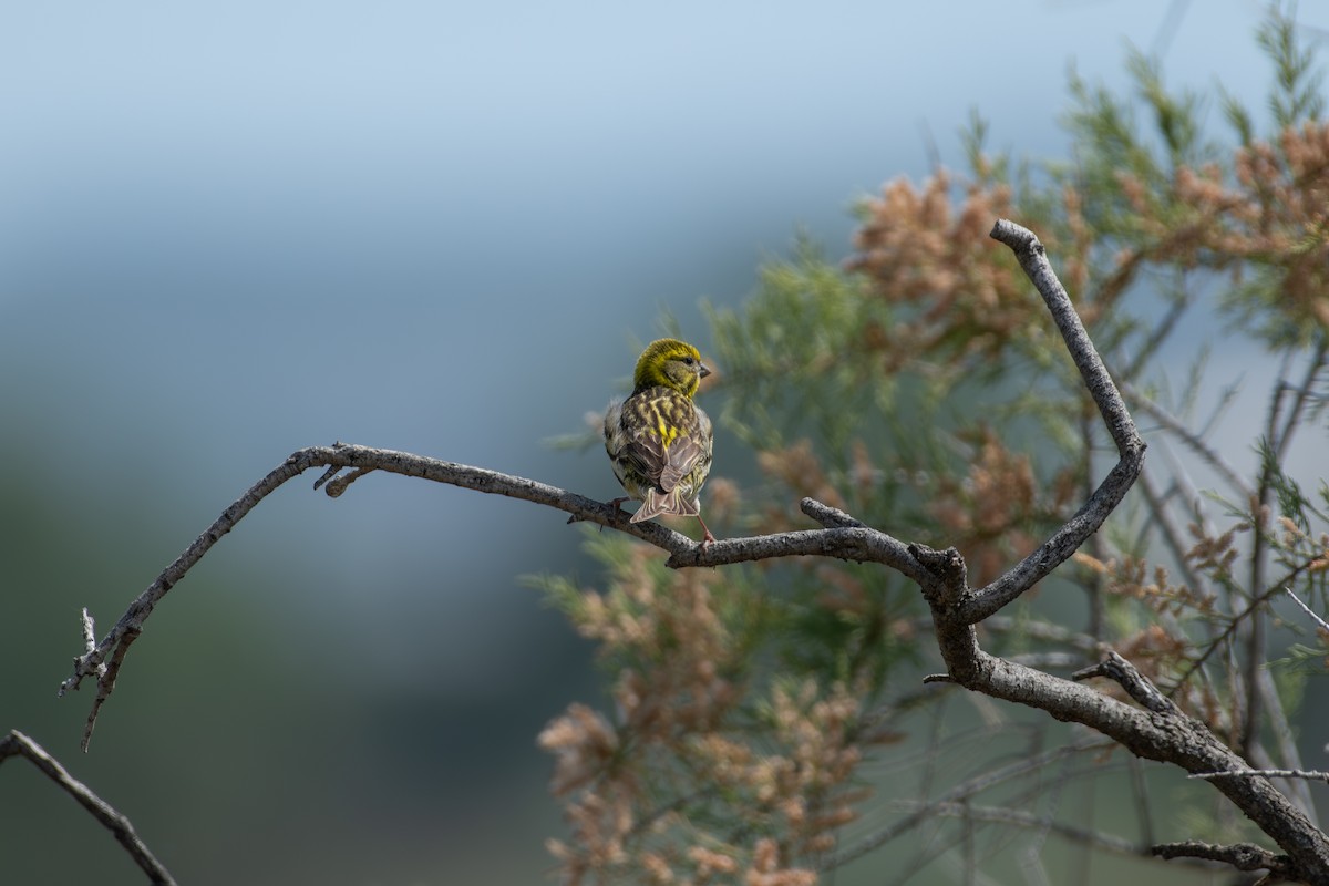 European Serin - ML637047416