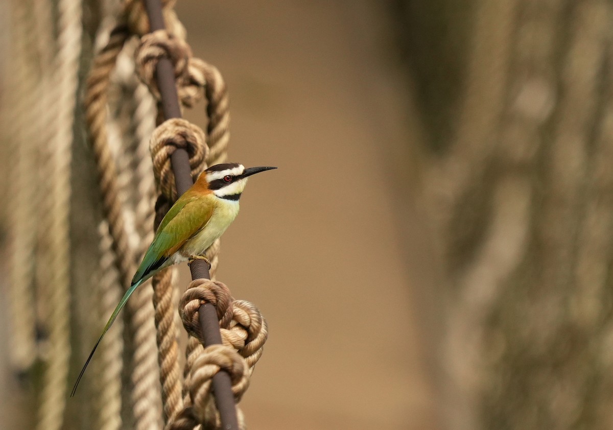 White-throated Bee-eater - ML637047417